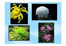 关于菊花的作文节选